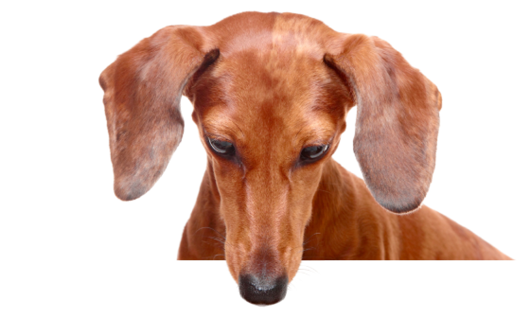 Cachorro dachshund