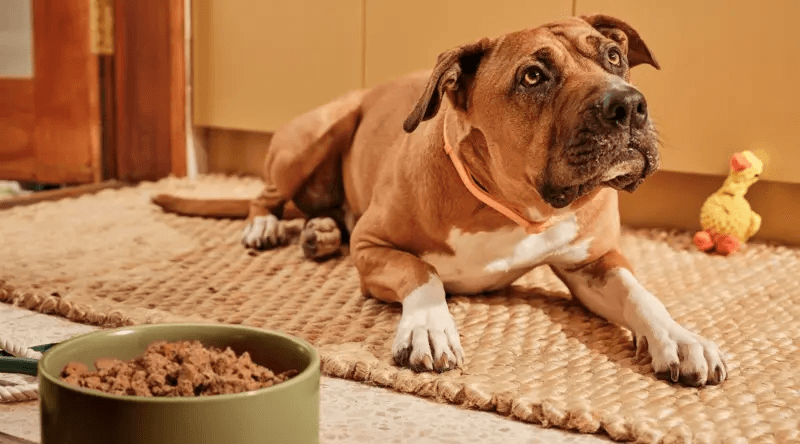 Cão feliz ao lado do potinho de comida Lyka