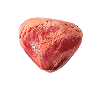 Coração Bovino