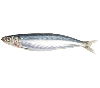 Sardinhas
